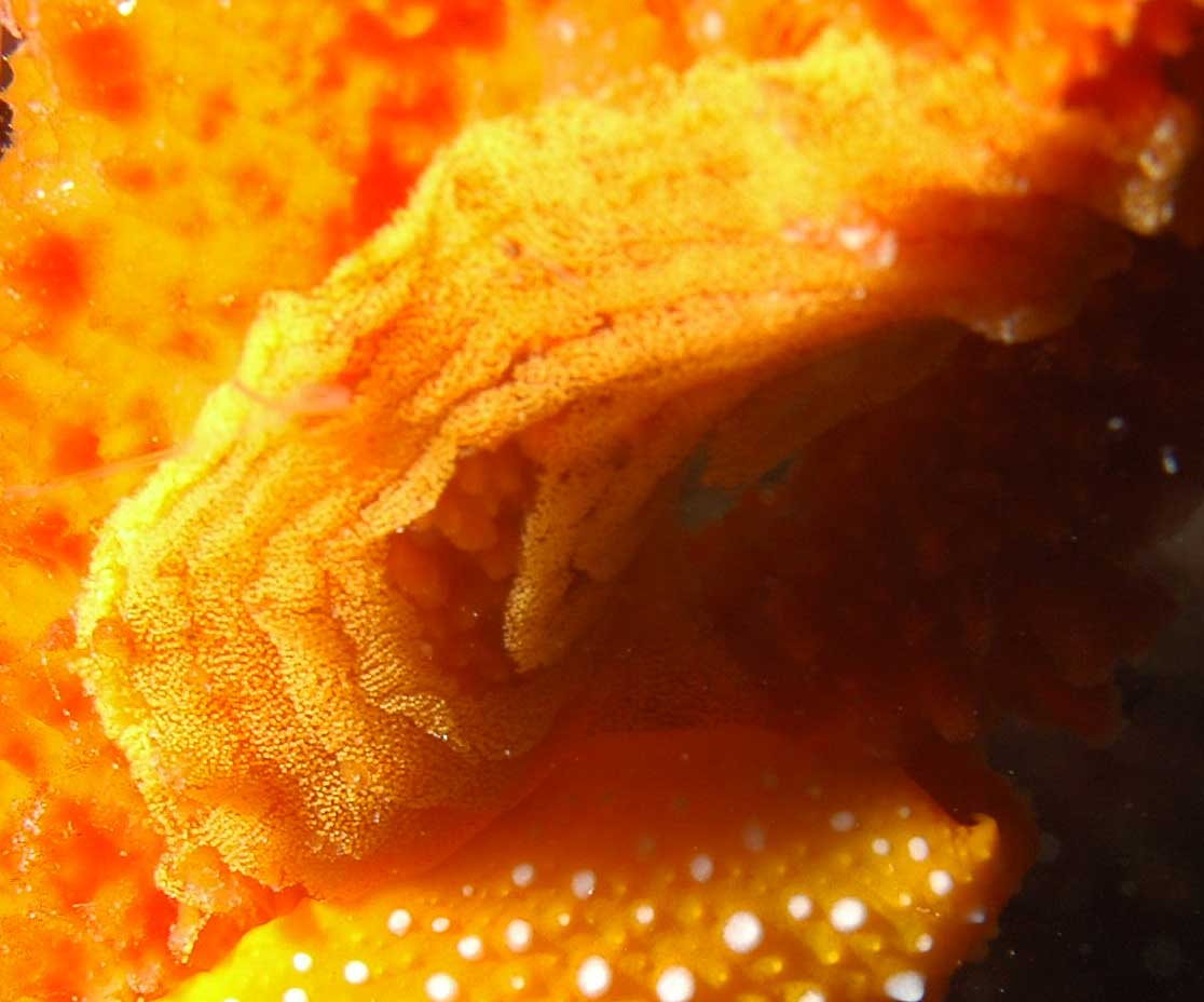Phyllidia flava in deposizione